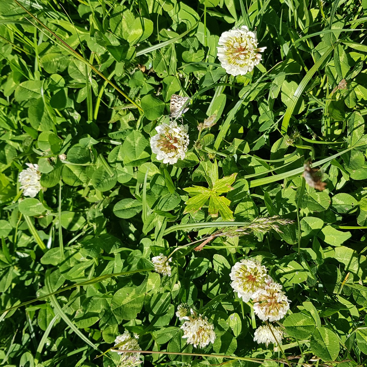 Trifolium repens